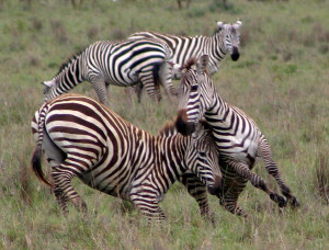 Leaders Need to Pick Their Battles